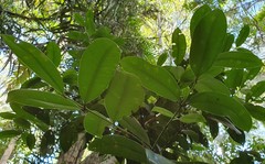 Syzygium moorei