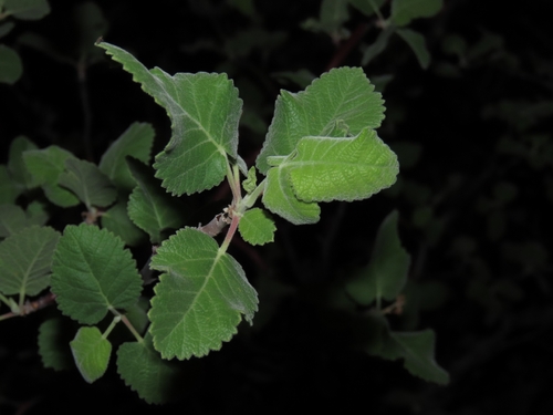 Bursera hindsiana, photograph 4