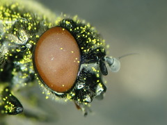 Lejogaster metallina