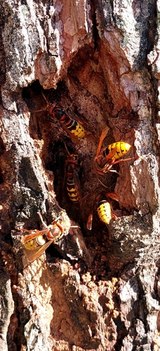 European Hornet