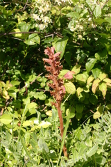 Orobanche elatior