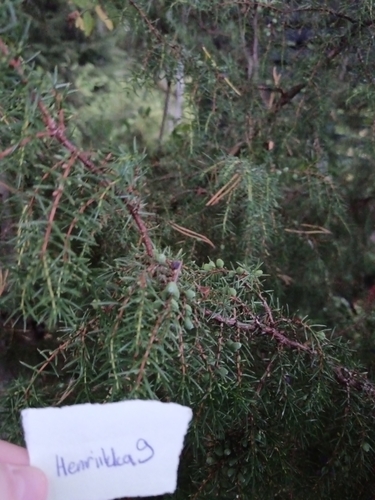 common juniper