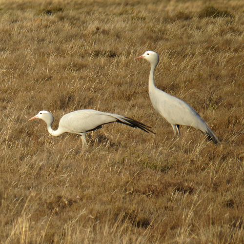 iNaturalist image