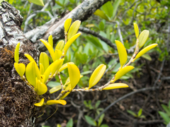 Bulbophyllum clandestinum