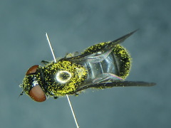 Lejogaster metallina