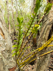 Dendrobium ellipsophyllum