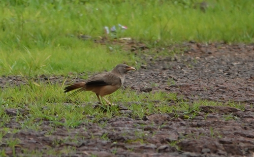 Jungle Babbler