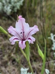 Gladiolus grandiflorus, photograph (c) Martjie Fia Fourie, some rights reserved (CC BY)