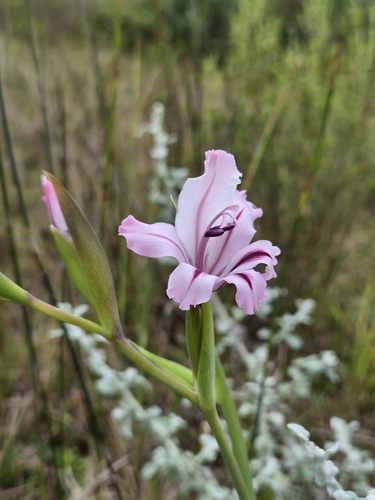 Gladiolus grandiflorus, photograph 3