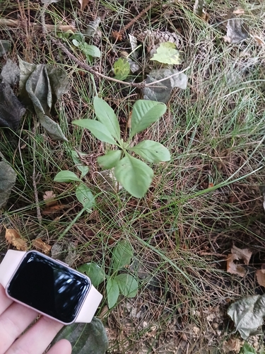 Arctic Starflower
