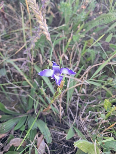 Fringe-flowered Gentian