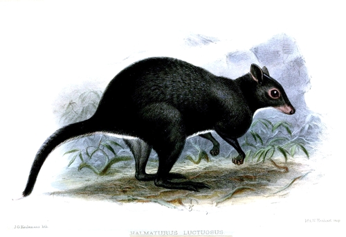 Black Dorcopsis