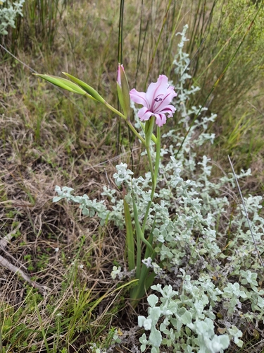 Gladiolus grandiflorus, photograph 4