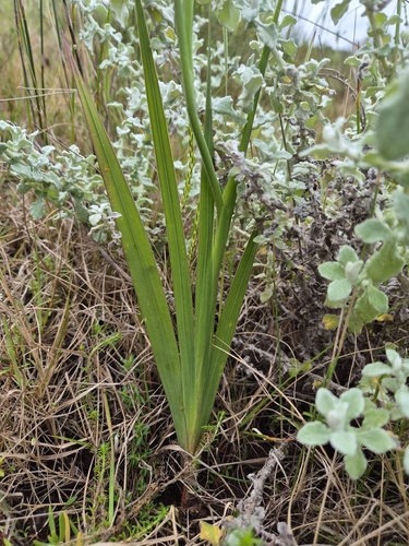 Gladiolus grandiflorus, photograph 5