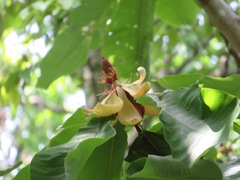 Magnolia obovata