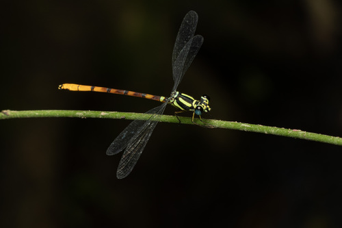 Rhinagrion mima