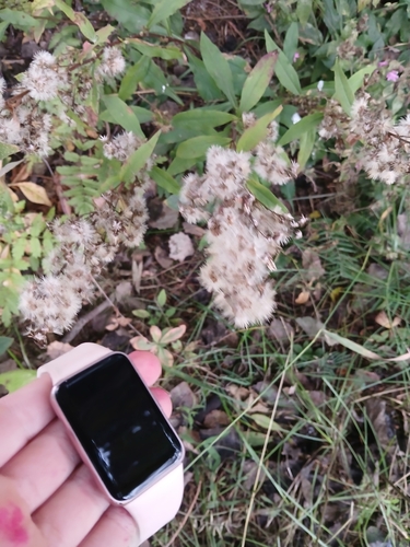 European goldenrod