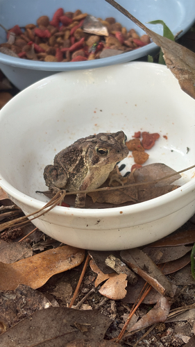 Southern Toad
