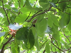 Magnolia obovata