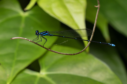 Laidlaw's Threadtail