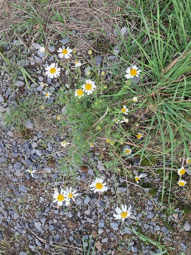 German Chamomile