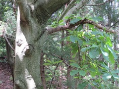Magnolia obovata