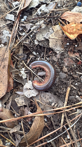 American Giant Millipede Complex