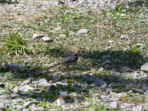 White Wagtail
