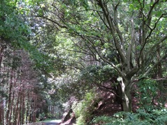 Magnolia obovata