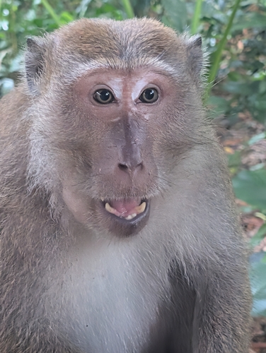 Long-tailed Macaque