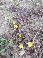 Oxalis corniculata repens