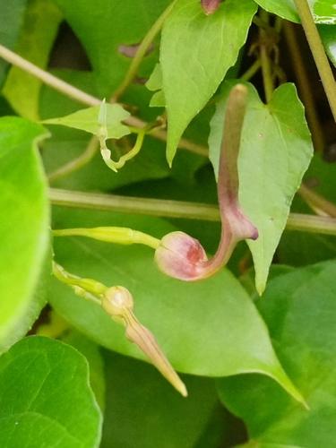 Aristolochia acuminata observed 2026-08-30