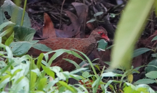 Red Spurfowl