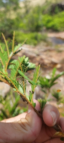 Stagmomantis fraterna