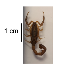 Uroplectes triangulifer