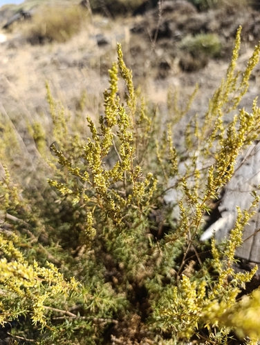 Field Sagewort