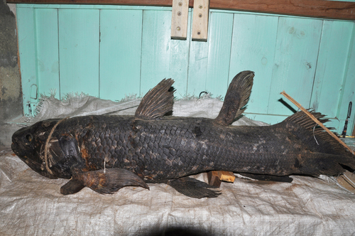Coelacanth (Latimeria chalumnae) — Latimeriidae — 2