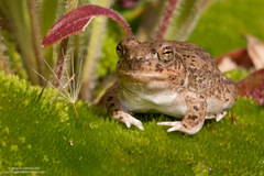 Pleurodema nebulosum