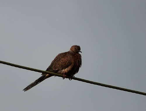 Spotted Dove