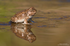 Pleurodema nebulosum