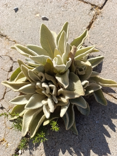 great mullein