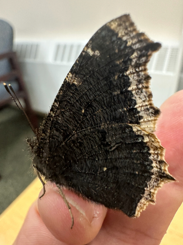 Mourning Cloak