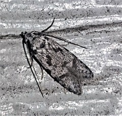 Oxythecta hieroglyphica