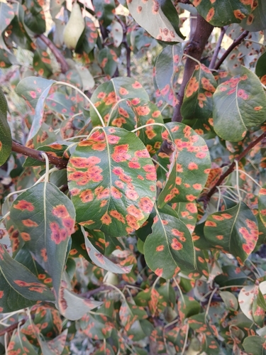 Pear Rust