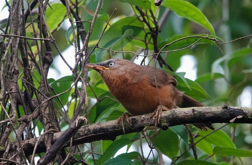 Rufous Babbler