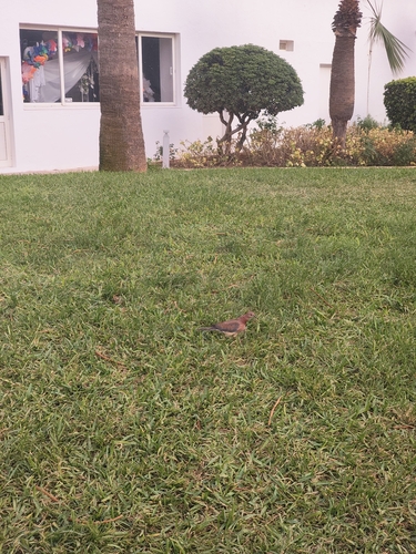 Laughing Dove
