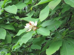 Magnolia obovata