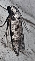 Oxythecta hieroglyphica