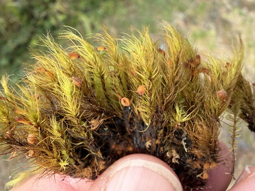Bartramia halleriana observed 2026-08-24