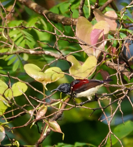 Crimson-backed Sunbird